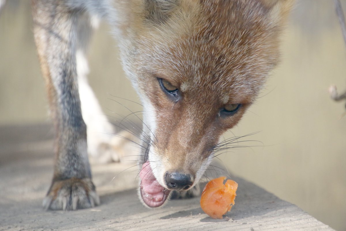 Cheng Ren にんじん食べるのヘタ ホンドギツネ 熊本市動植物園 天狐の日だしtlを狐で埋める