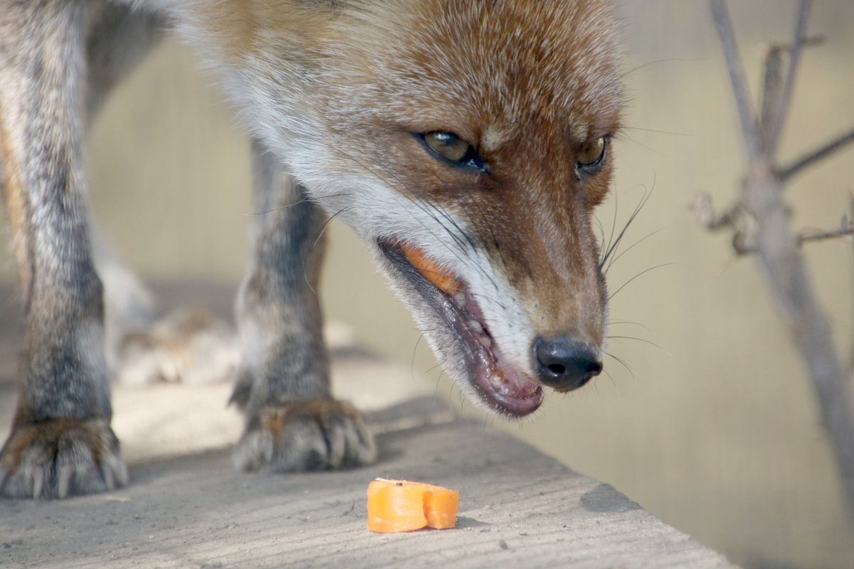 Cheng Ren にんじん食べるのヘタ ホンドギツネ 熊本市動植物園 天狐の日だしtlを狐で埋める
