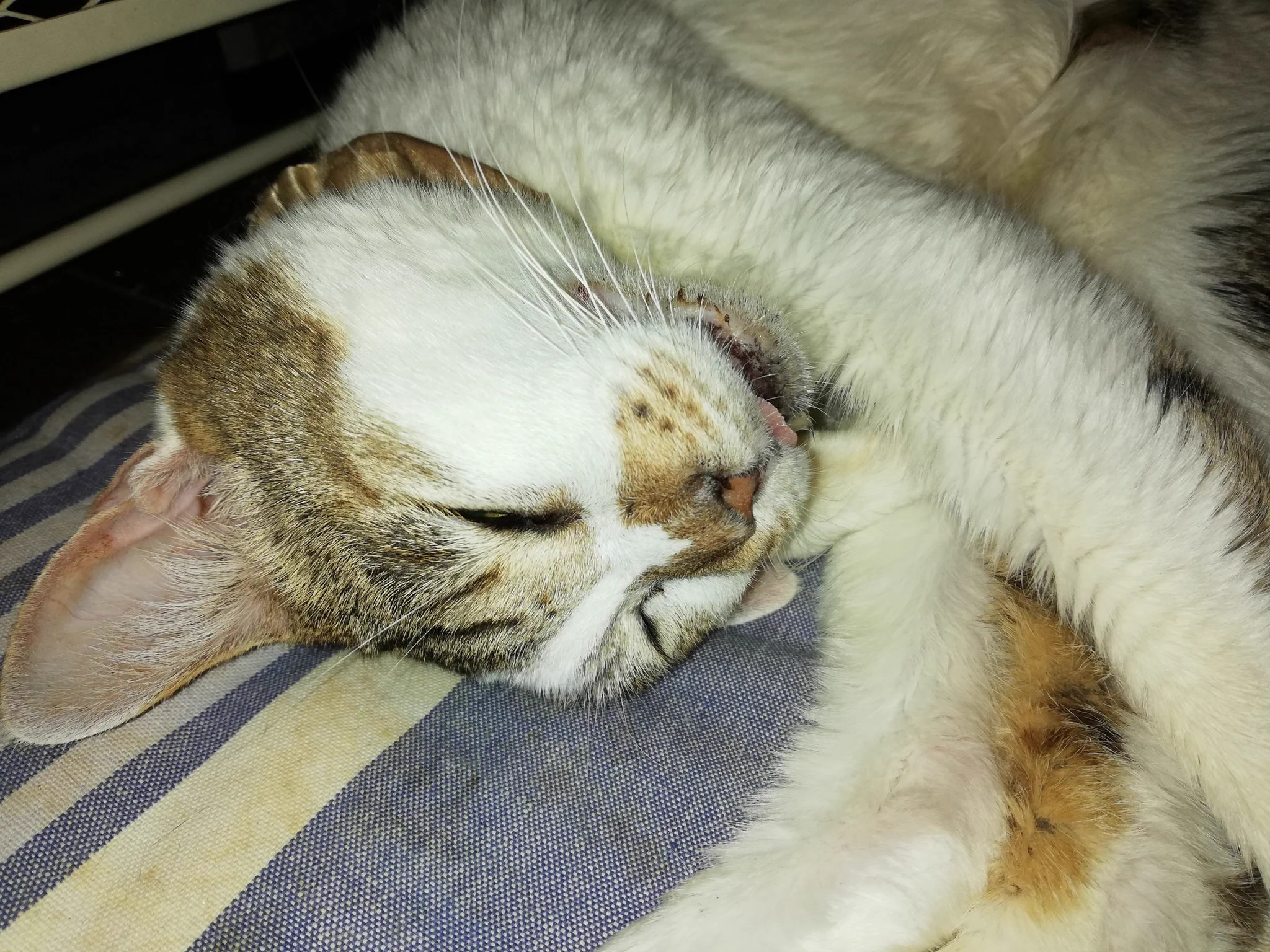 @tkw0v0wkt 仕事が出張しまくりなんでぬこさんを飼えない状況てすが、もしこれから迎えるとしたら、10才以上の子を迎えたいと思います。「娯楽」ではなく、命と向き合う暮らし。生きてご飯を食べるだけでok 。 