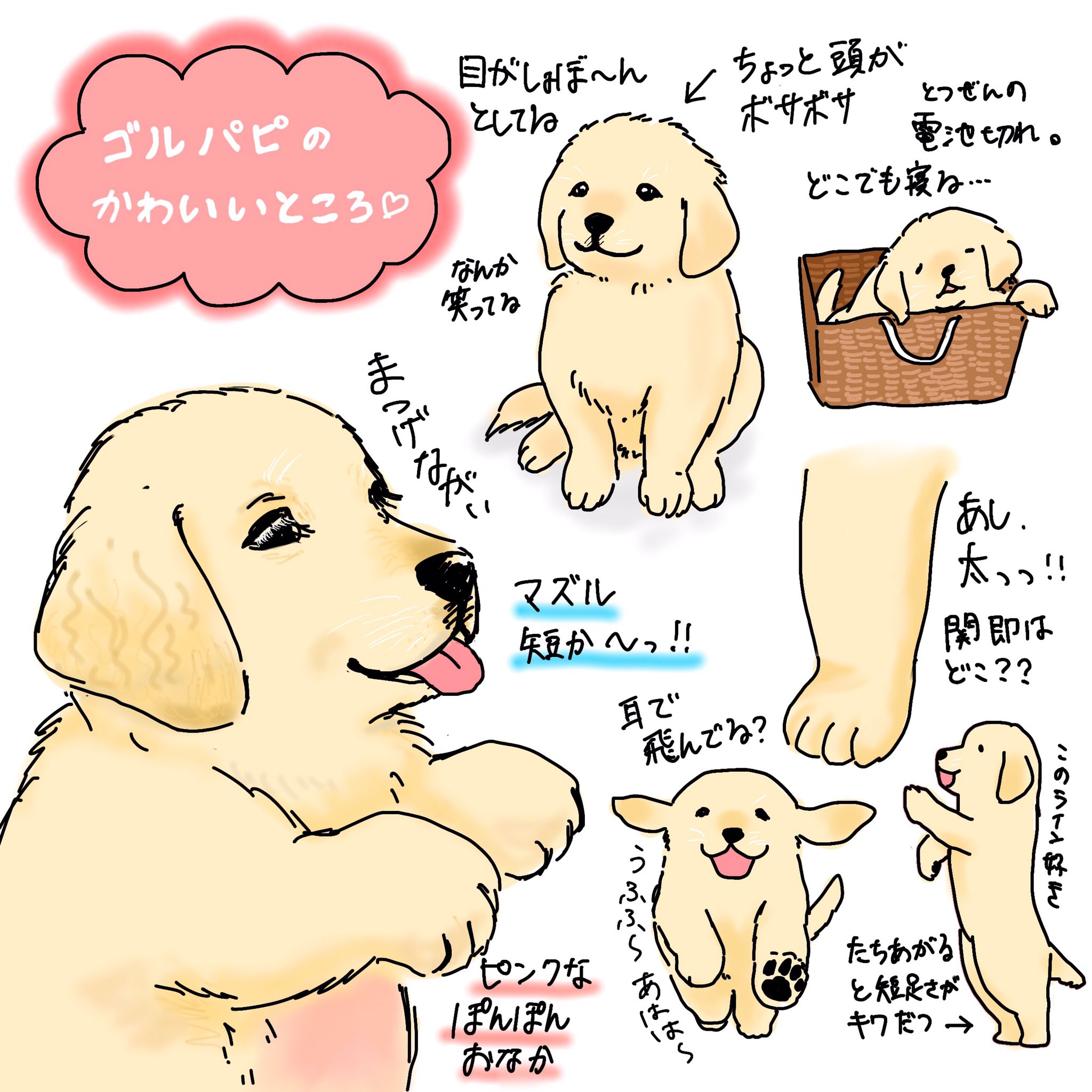 8kanchi8 かんち ゴルパピの可愛さよ 脚ふっといのお気に入り すぐ大きくなるからこの時は一瞬 ゴルパピ ゴールデンレトリーバーの魅力 ゴールデンレトリバー ゴールデンレトリーバー イラスト ゴールデンレトリバーのイラスト 犬の イラスト
