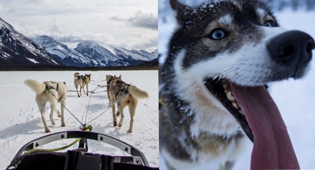 Customer Spotlight from the Archive - #SledDogs on #ATACarnets Compete in #FrenchAlps
Read more: ow.ly/dFou50BJHJl
#huskies #shipping #airfreight #Customs #export #import #animaltravel #internationaltravel #dogsledding  #liveanimals #logistics #cargo #animalexport #Brexit