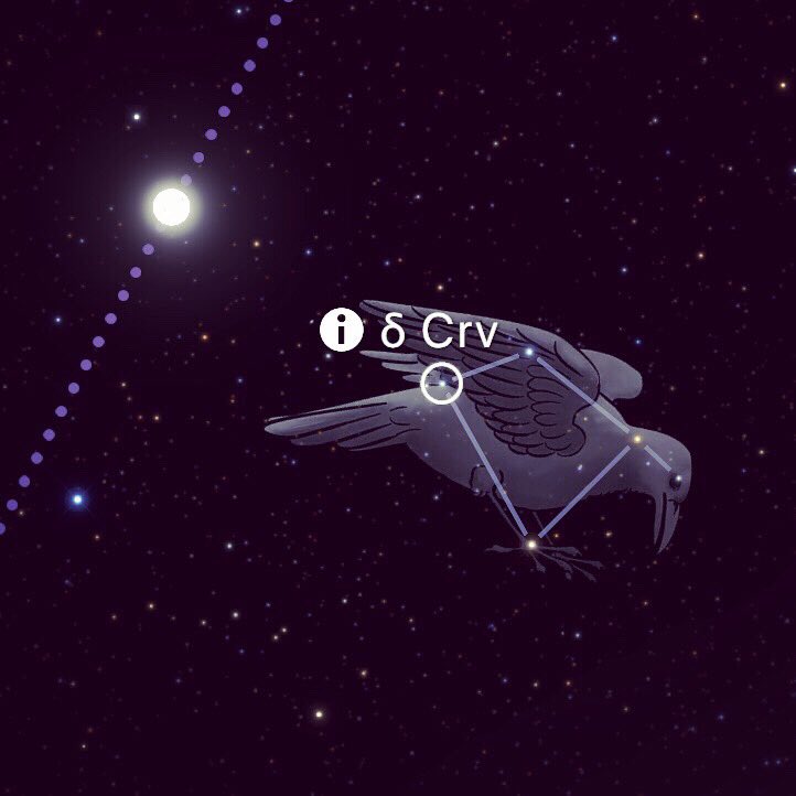 SpencerMichaud's tweet image. ☉13°♎︎ ☌ Algorab
* Constellation: Corvus
* (The Crow)
* Failed to Fill Apollo’s Sacred Cup
* Distracted by Figs (Earthly Desire)
* Awareness of Potential Diversions
* Stay Centered on the Goal
* Vitality through Honesty &amp;amp; Focus
* #astrology #fixedstars #algorab #sun #libra