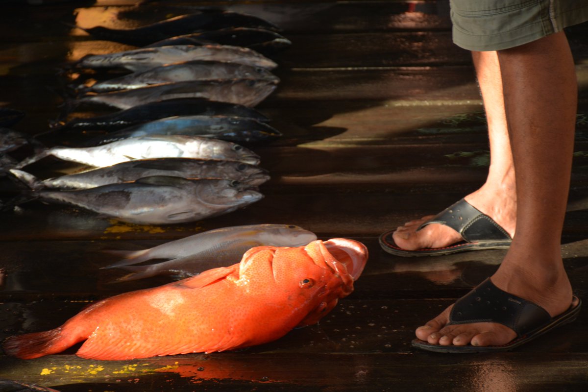 d3nun's tweet image. &quot;KITA tak ke mana-mana, kaki masih di tapak perjuangan, meski kami sesekali memilih rebah menunggu bala bantuan tiba.&quot; Foto ini diambil pada suatu pagi yang gegas di Pasar Ikan Tarempa, Pulau Palmatak, Anambas. #kangenlaut #eeea