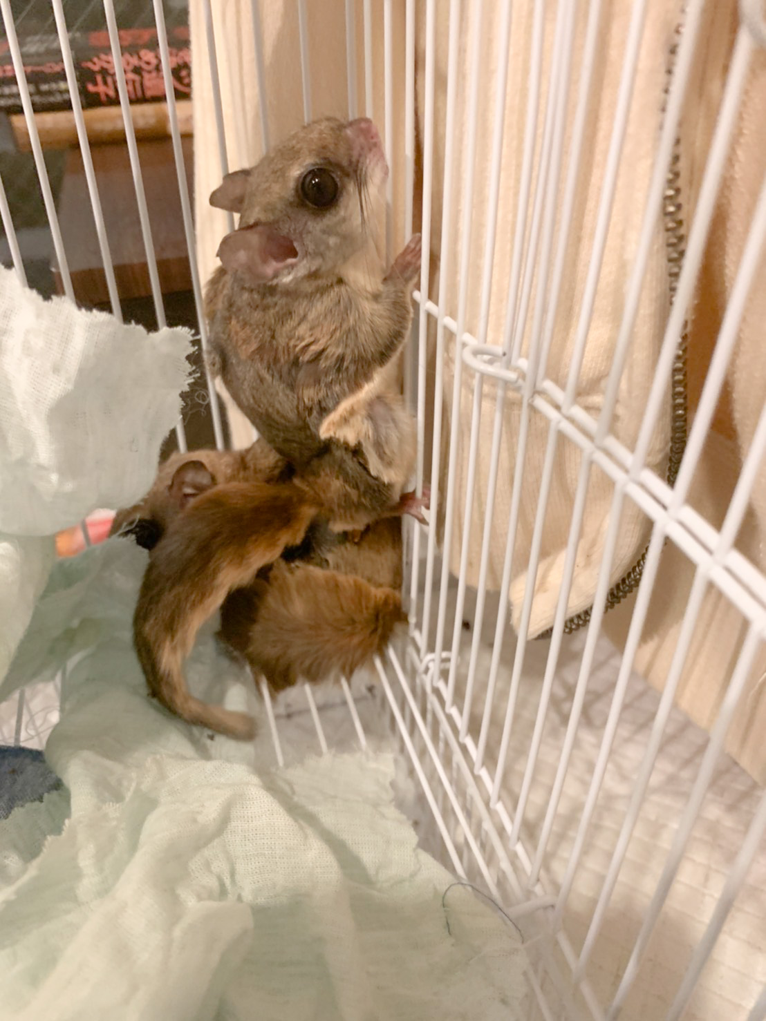 モモンガの種類は何種類 人気の理由や飼育方法について徹底解説 Eizan S Pet Life