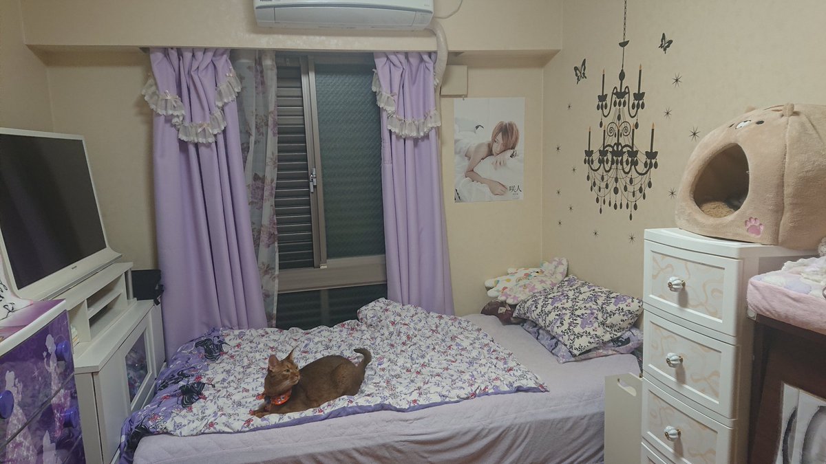 夏音 カノン 今日はお部屋の模様替え この前頭の位置を北西向きにしたら悪夢ばかり見るので南東向きに頭の位置を変えて見た 猫ベッドも並べて見た