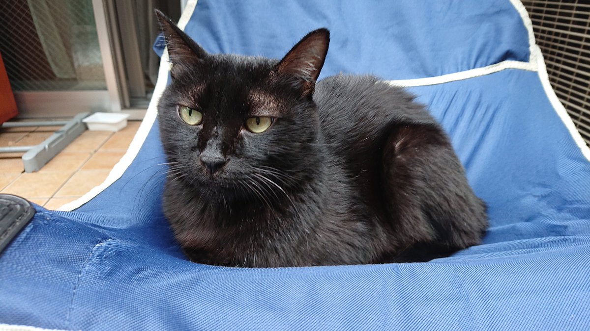 可愛いだけで飼うのはNG!猫と自分、お互いのために知っておきたい「猫