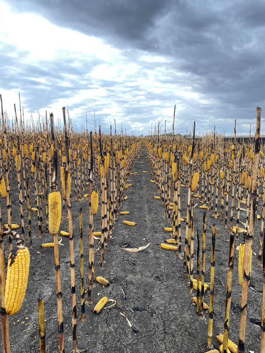 heine_andrew's tweet image. PSA: don’t throw lit cigarettes in the road ditch. Especially when it hasn’t rained since July. #harvest2020