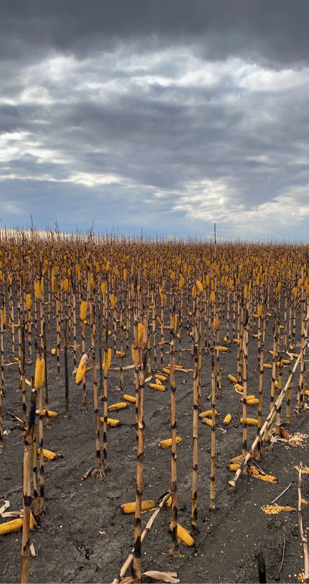 heine_andrew's tweet image. PSA: don’t throw lit cigarettes in the road ditch. Especially when it hasn’t rained since July. #harvest2020