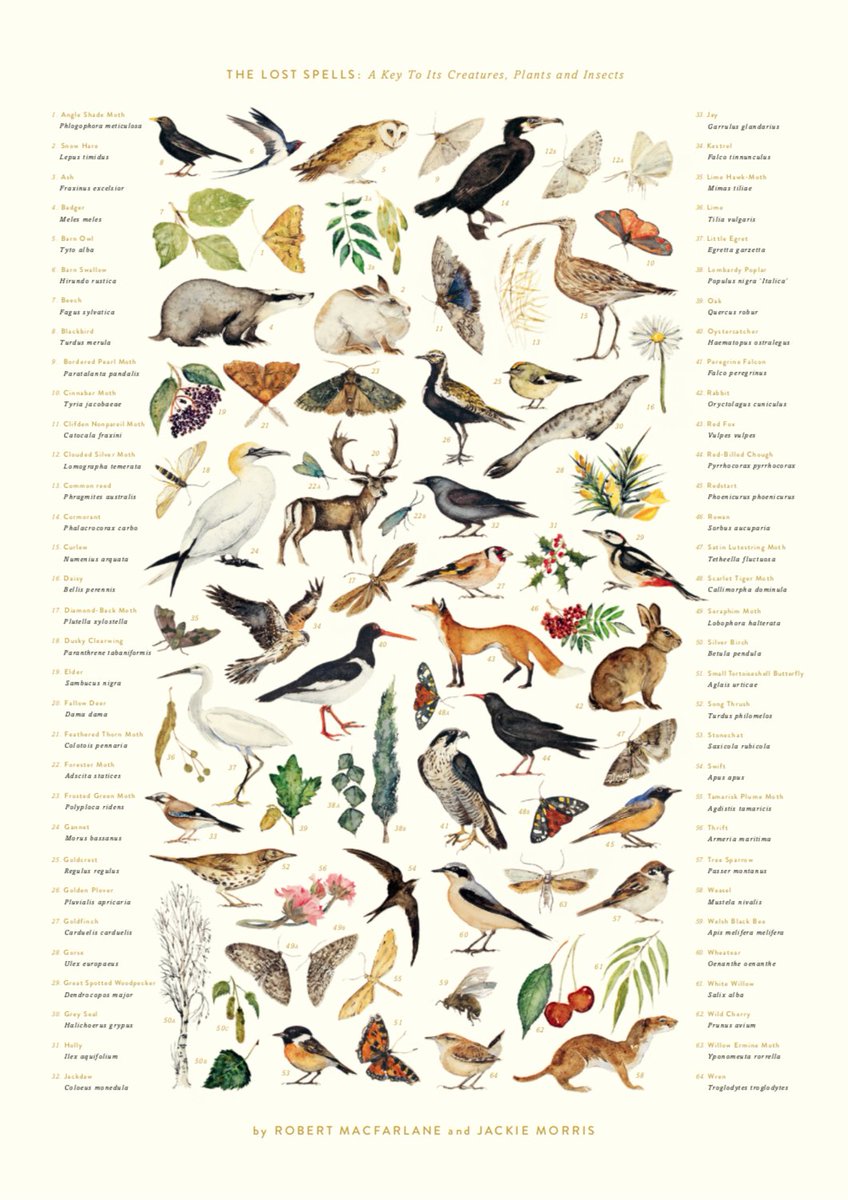 We're sending a free copy of this 'glossary' poster –– identifying all the birds, animals, insects, plants & trees in The Lost Spells –– to any UK school that would like one. 
Teachers, please email Anna Ridley on aridley@penguinrandomhouse.co.uk if you'd like one.