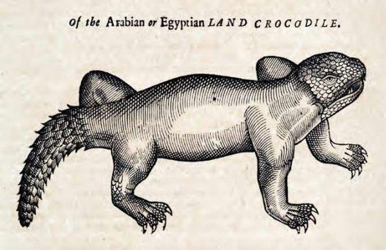 A Crocodile, Edward Topsell, 1658