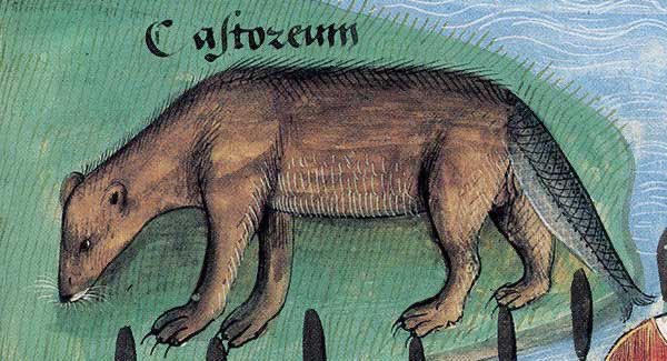 This beaver with a fish tail.From Livre des Simples Médecines