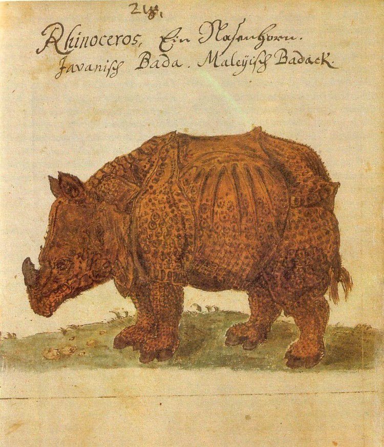A Rhinoceros, Caspar Schmalkalden, 17th Century