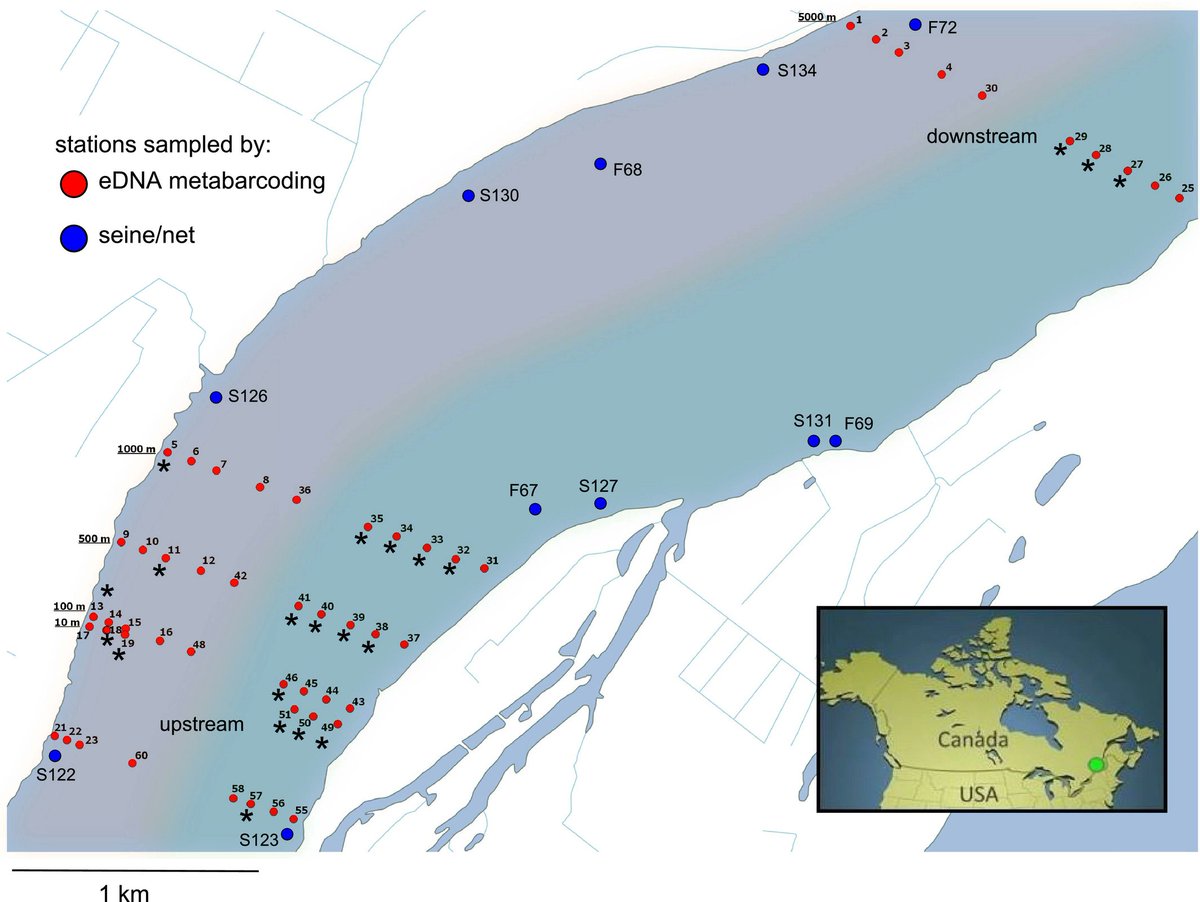 Labo Bernatchez (@labobernatchez) on Twitter photo Fresh from the lab: Fine‐scale environmental heterogeneity shapes fluvial fish communities as revealed by #eDNA metabarcoding doi.org/10.1002/edn3.1… led by <a href="/Chloe_Berger05/">Chloé Berger</a> with @_laporte_ <a href="/LouBernatchez/">Louis Bernatchez</a> @eric_normandeau Fresh from the lab: Fine‐scale environmental heterogeneity shapes fluvial fish communities as revealed by #eDNA metabarcoding doi.org/10.1002/edn3.1… led by <a href="/Chloe_Berger05/">Chloé Berger</a> with @_laporte_ <a href="/LouBernatchez/">Louis Bernatchez</a> @eric_normandeau
