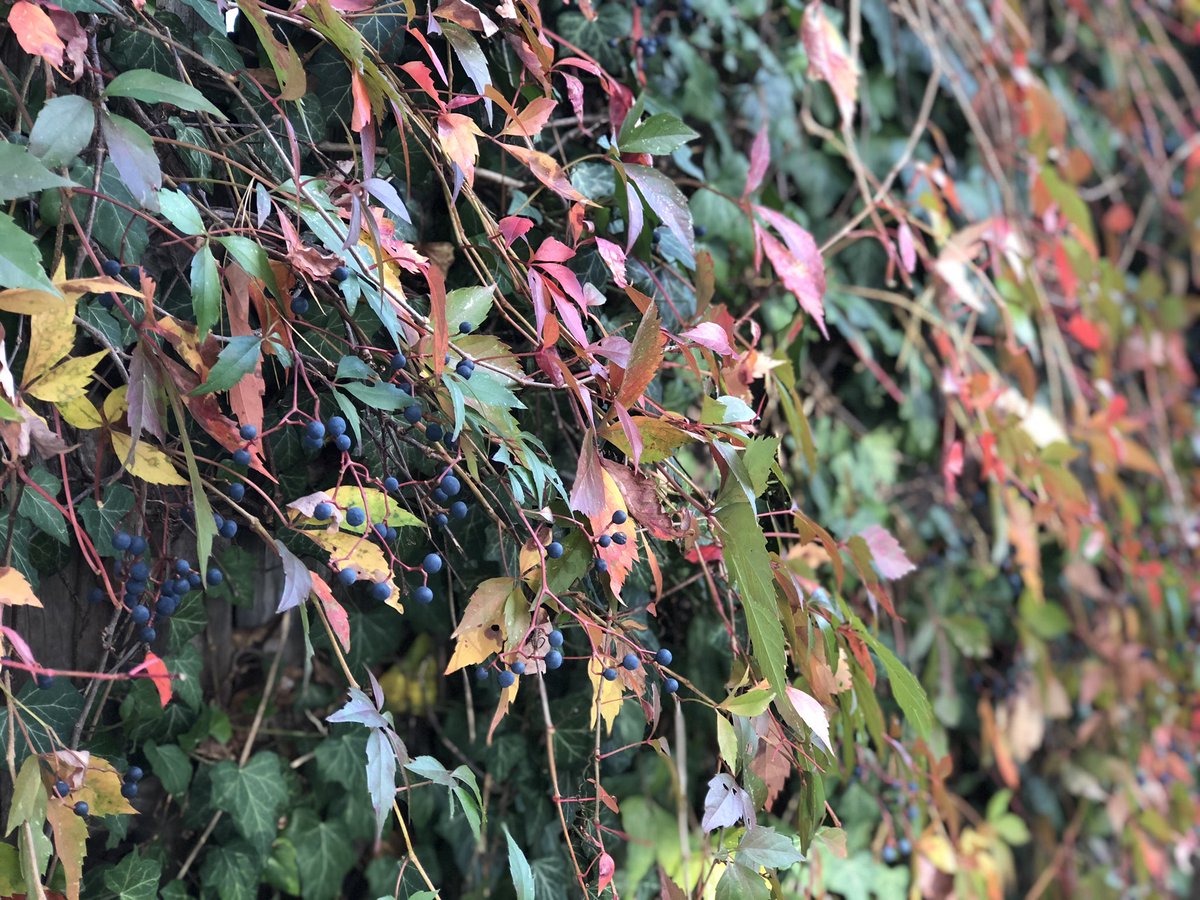 October is blooming here today! @JusticeToAll @Wxgirl169 @MaineCoonCatsOH @Cleo_sMommy https://t.co/lh1PJze0x9