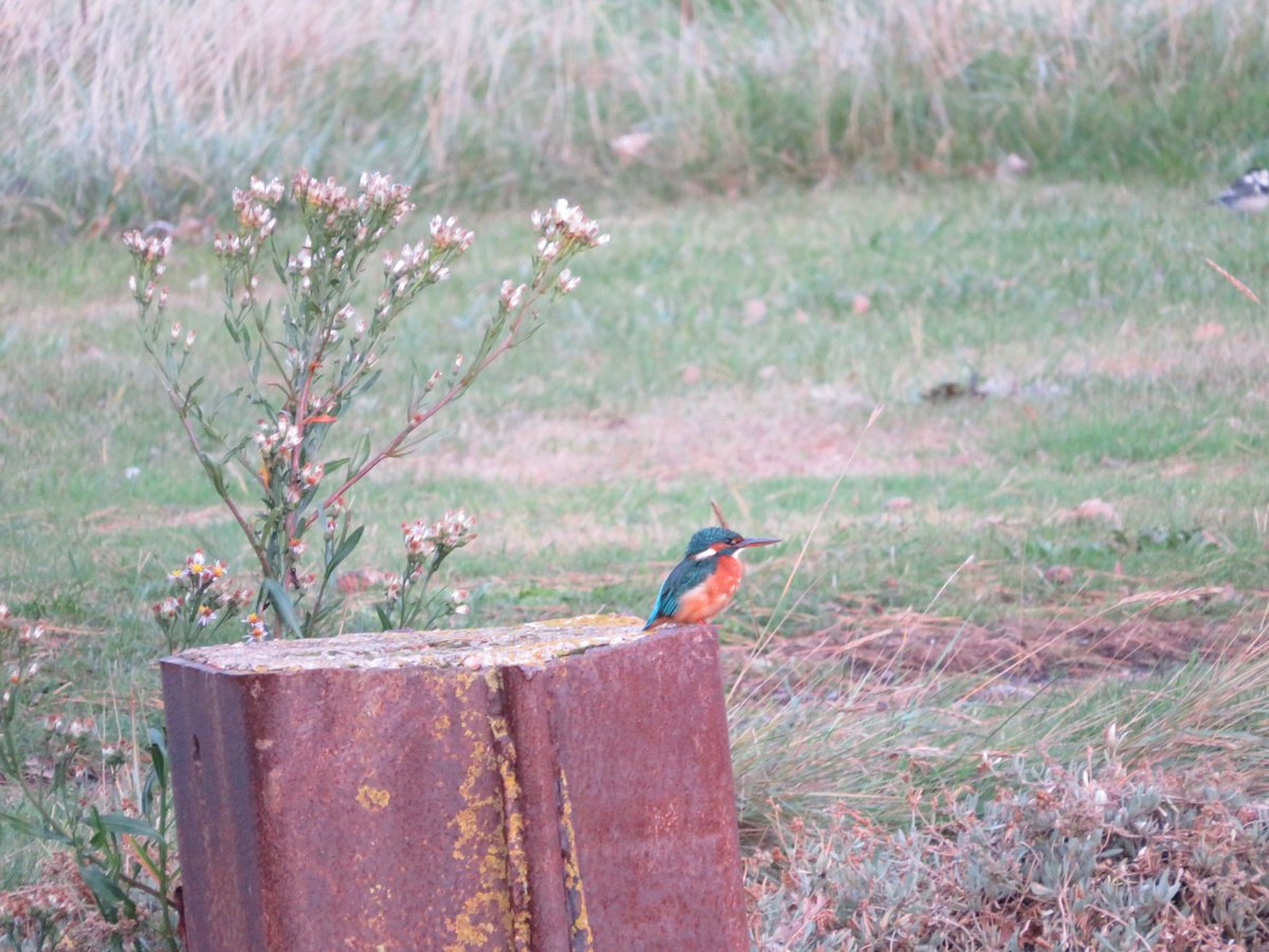 CatWaughBaker's tweet photo. Spotted this beauty by Turf Hotel this eve. Was just about to cycle off and saw a flash a blue from the corner of my eye... Made my week! #turfhotel #exeter #kingfisher #birdphotography https://t.co/hCKvmLOM8B