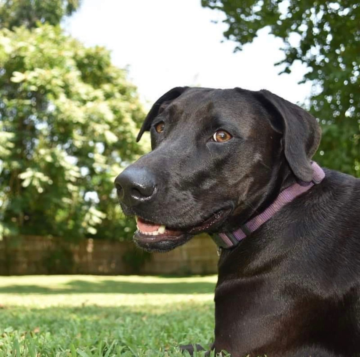 YaleWestApts's tweet photo. October Pet of the Month! 🐶 

For those who don’t know Xochitl, she is a chocolate lab pointer who hails from Puerto Rico. Her name translates to “flower” in Nahuatl, which is a language spoken by native people from Mexico and Central America.

#petsofinstagram #petofthemonth https://t.co/pGpX4j4a8W