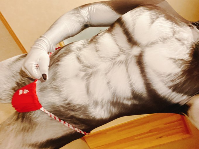 ペットスーツのtwitterイラスト検索結果