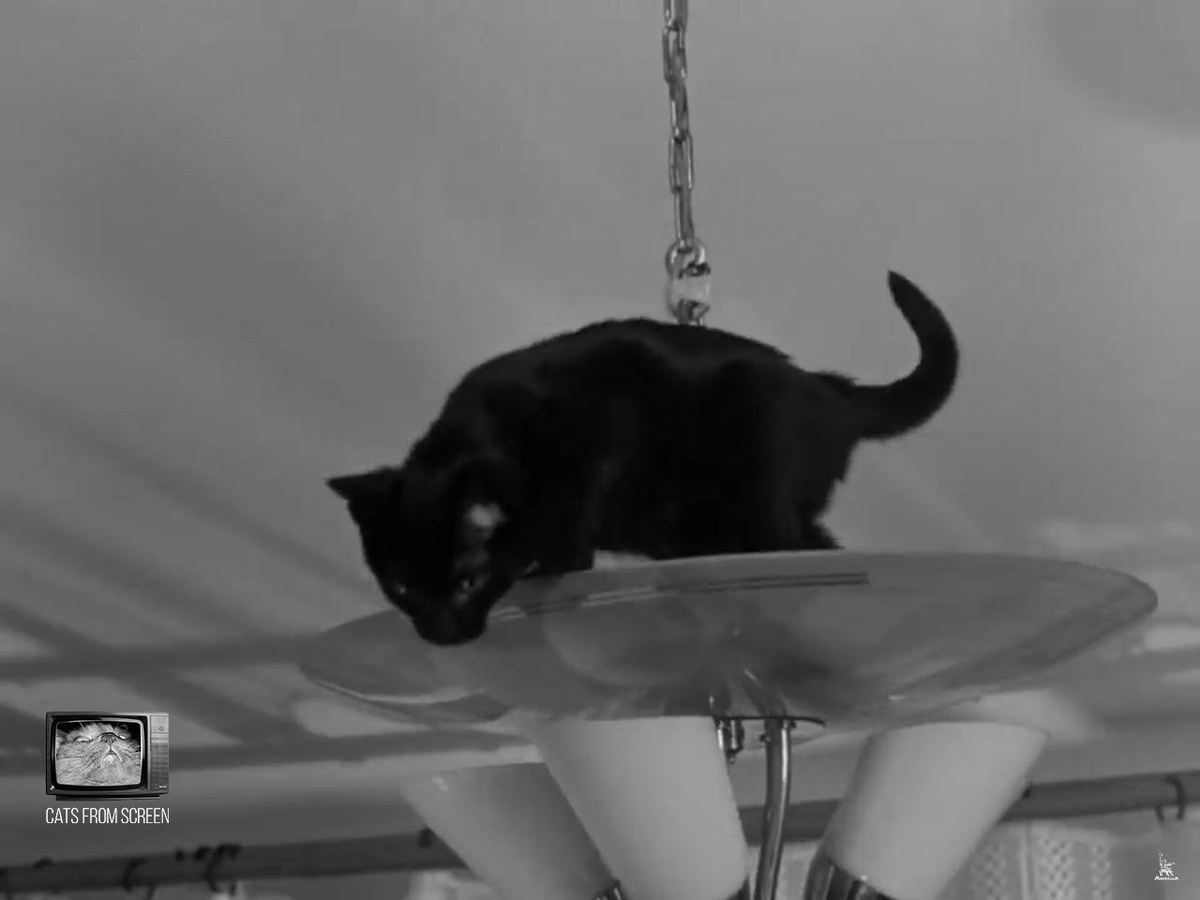 CatsScreen's tweet photo. Blacky friend of Shurik from soviet comedy movie Ivan Vasilievich: Back to the Future (1973).

#catsfromscreen #ivanvasilievichbacktothefuture #пушистики #иванвасильевич #кино #котики #шурик https://t.co/7ineXBpbHm