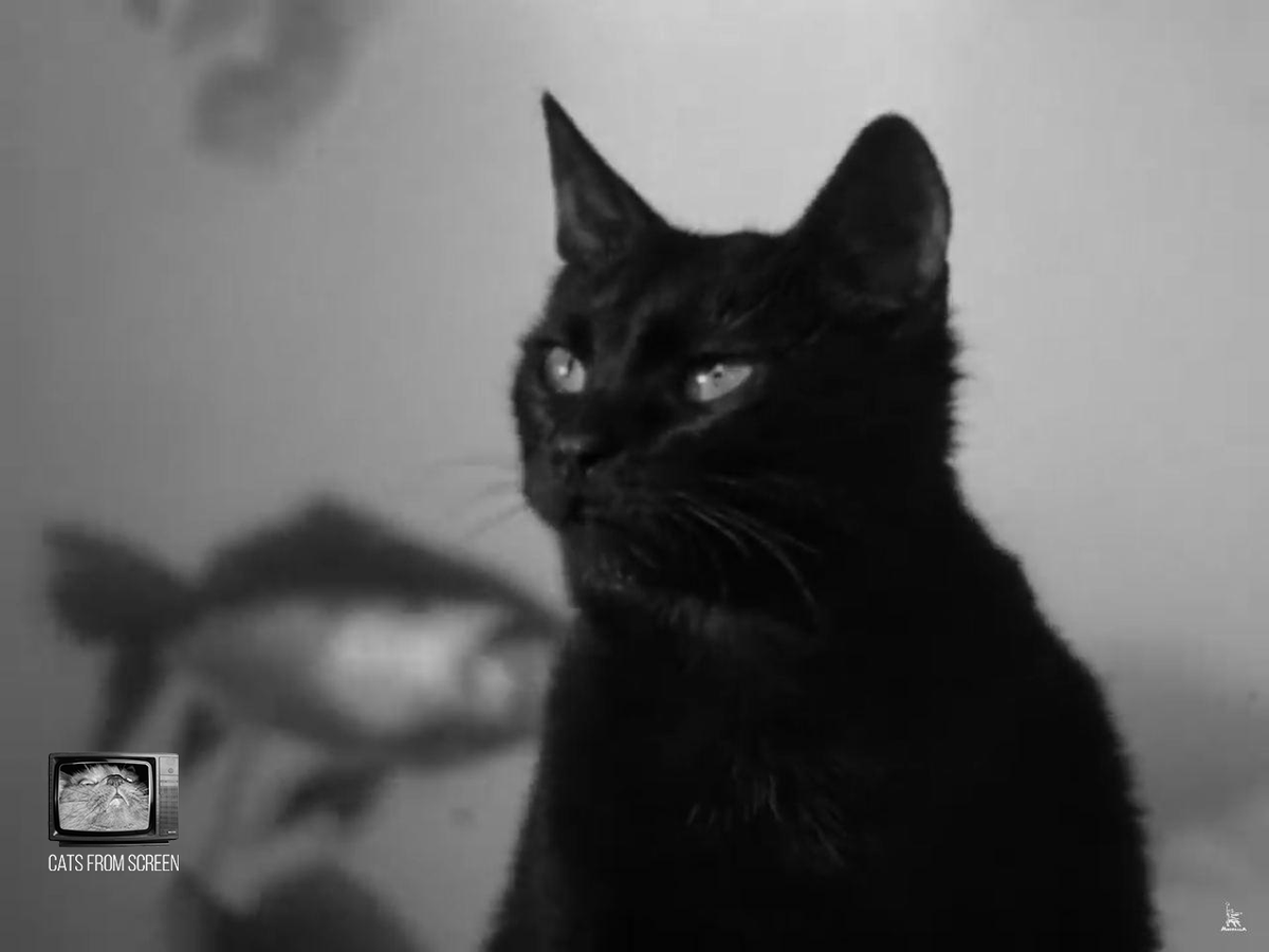 CatsScreen's tweet photo. Blacky friend of Shurik from soviet comedy movie Ivan Vasilievich: Back to the Future (1973).

#catsfromscreen #ivanvasilievichbacktothefuture #пушистики #иванвасильевич #кино #котики #шурик https://t.co/7ineXBpbHm