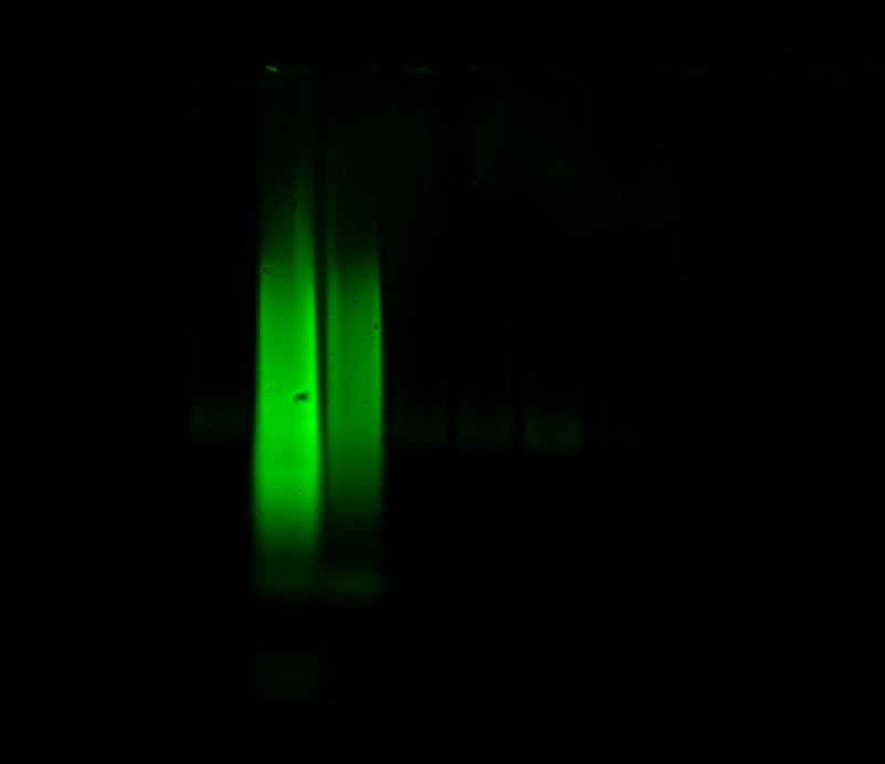 priscila_marie's tweet photo. My first SDD-AGE worked! A big thank you to @SHannaAddams for making an awesome video published in @JoVEJournal on 2D SDD-AGE (I just did 1D). #gradschool https://t.co/OmgcfmTPCa
