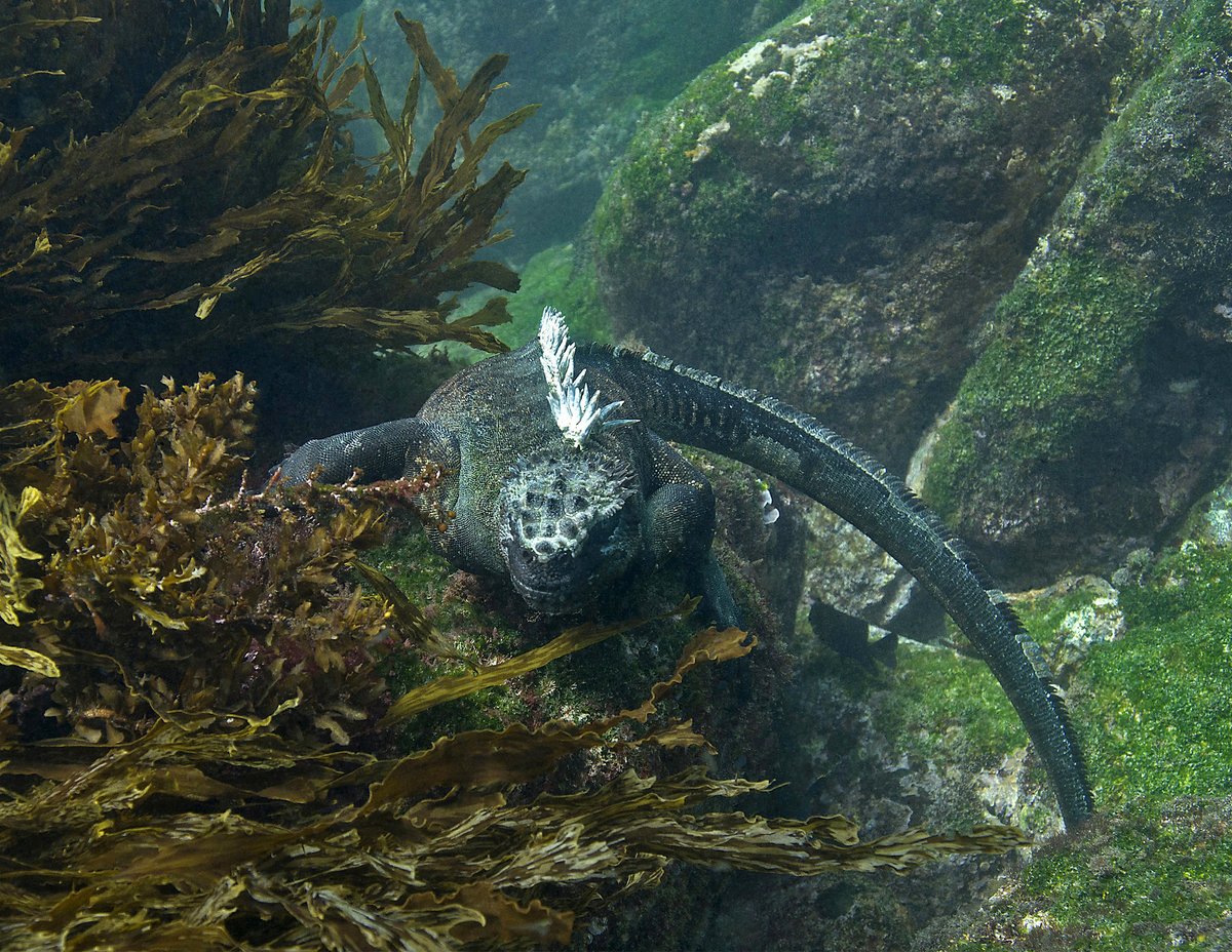 savegalapagos's tweet photo. Galapagos marine #iguanas are the world's only true marine lizards, and can only be found in the #Galapagos Islands. They feed almost exclusively on algae and seaweed, which large males like the one pictured here dive to the ocean floor to find. 

📷 Steven M. Genkins https://t.co/aBJqzuZEAe