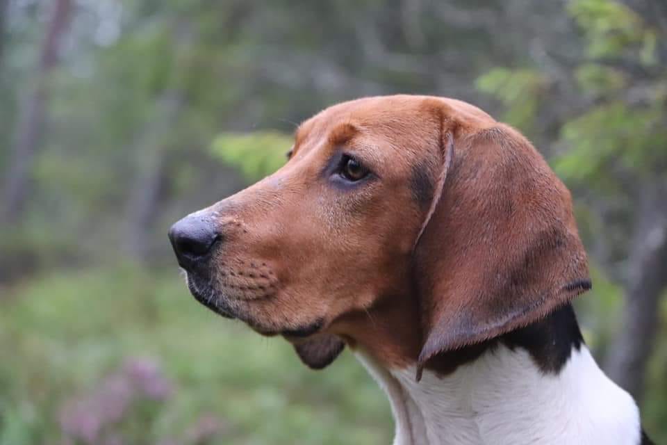 NPurebredDogDay's tweet image. #NPDD:When it comes to coat color, very few #Treeing Walker Coonhounds are almost entirely white, although there are some, particularly those in the Clover bloodline. Photo by Tricia L. Snedegar