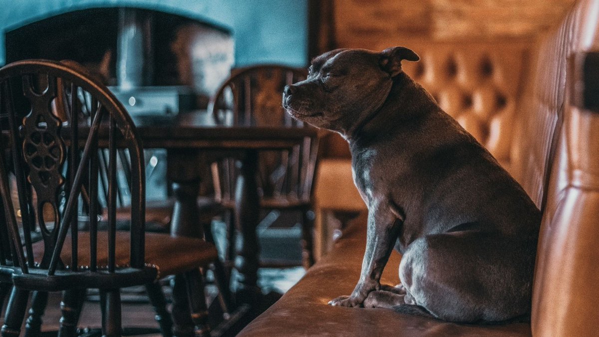 We often get asked if we're a #dogfriendly pub... we actually prefer them 🐕 #Oxford #pubs