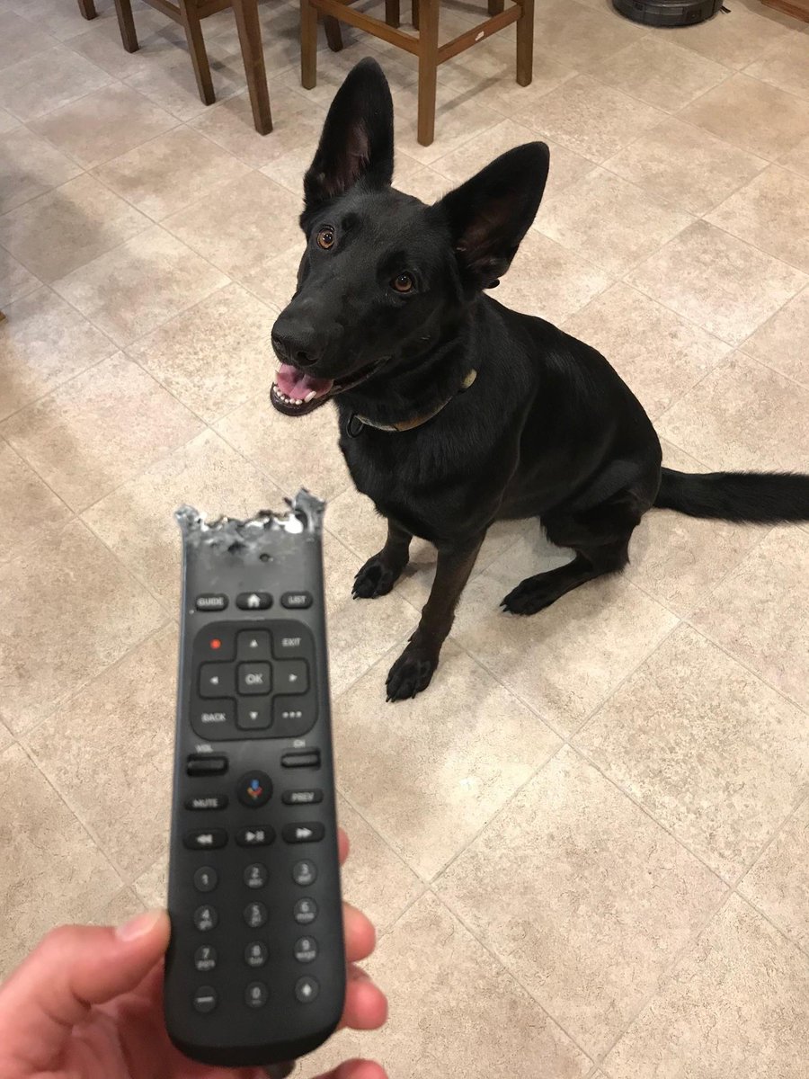 Looks like <a href="/Steve_Merriott/">Steve Merriott</a> co-worker,Storm, really likes to watch AT&amp;T TV!  Who can argue with that?  #RKR_SquadCSW #LifeatATT
