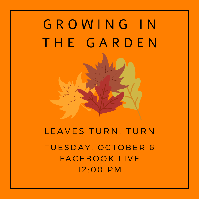 macculloch_hall's tweet photo. Enjoying the colorful trees and turning leaves? Join us tomorrow at noon for Growing in the Garden and listen to stories about fall. Visit our Facebook page at @maccullochhall to tune in.
#StoryTime #DistanceLearning #PreschoolPrograms #Autumn #Fall #FallTrees #FallLeaves #Garden https://t.co/kofS1jWoYg