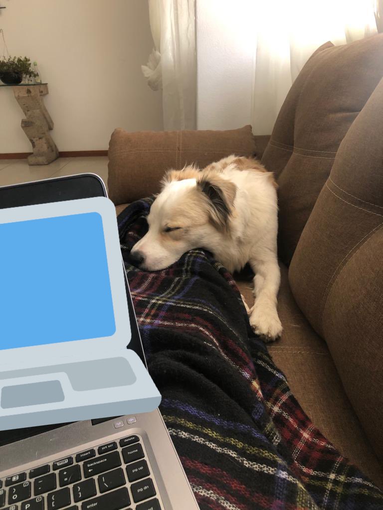 Perks of working from home 🐶