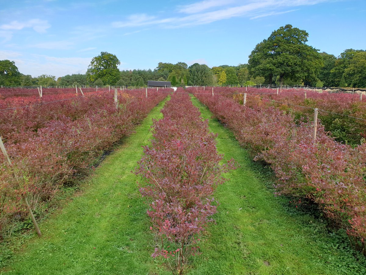 I love this time of year so much Autumn colour on the Blueberries,  a hint of frost and they will be scarlet