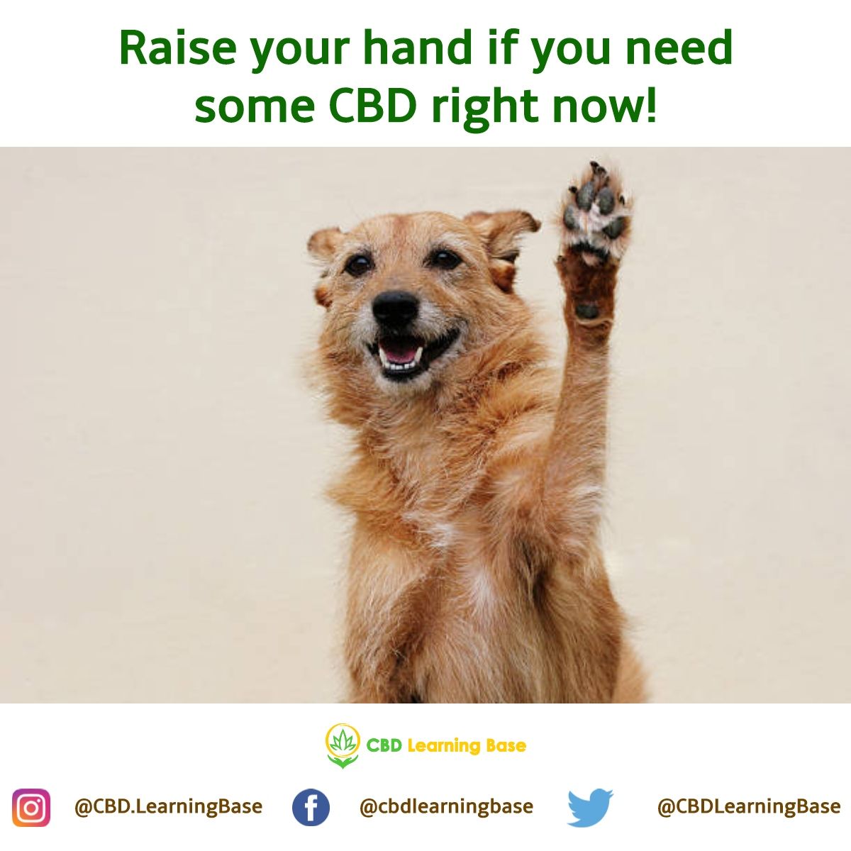 CBDLearningBase's tweet image. I know I&apos;m not the only one. 😉😎 #cbdlearningbase #mememonday #cbd #CannabisCommunity