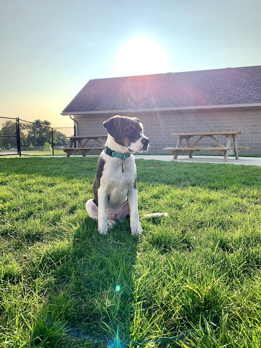 MJH_straight_up's tweet photo. 5 months old already 🐶 https://t.co/1Kk5Xh8pYP