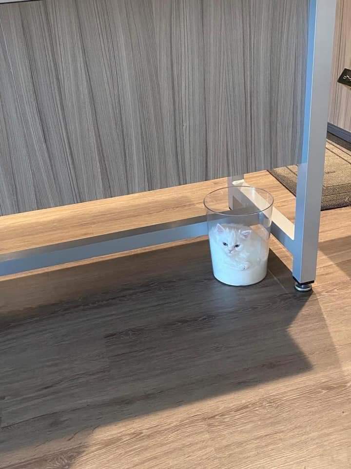 gatitos_qctd's tweet image. Demasiada hermosura para nuestros ojos