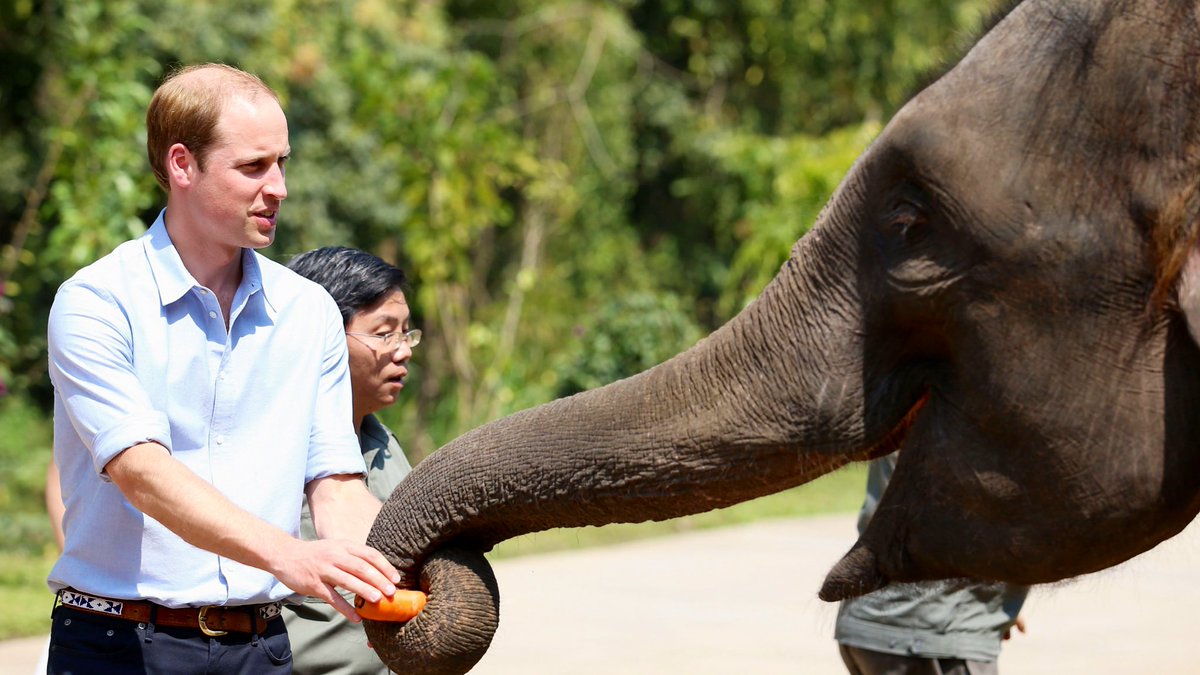 [THREAD] Prince William spearheaded the creation of  @united4wildlife in 2013. Through his Royal Foundation, he funds the task force to tackle the illegal wildlife trade by bringing together conservation organisations, governments, and global corporations.  #APlanetForUsAll