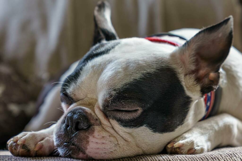 mikezpix's tweet image. #mikezpix #dog #puppy instagr.am/p/CF-DqS7M39M/