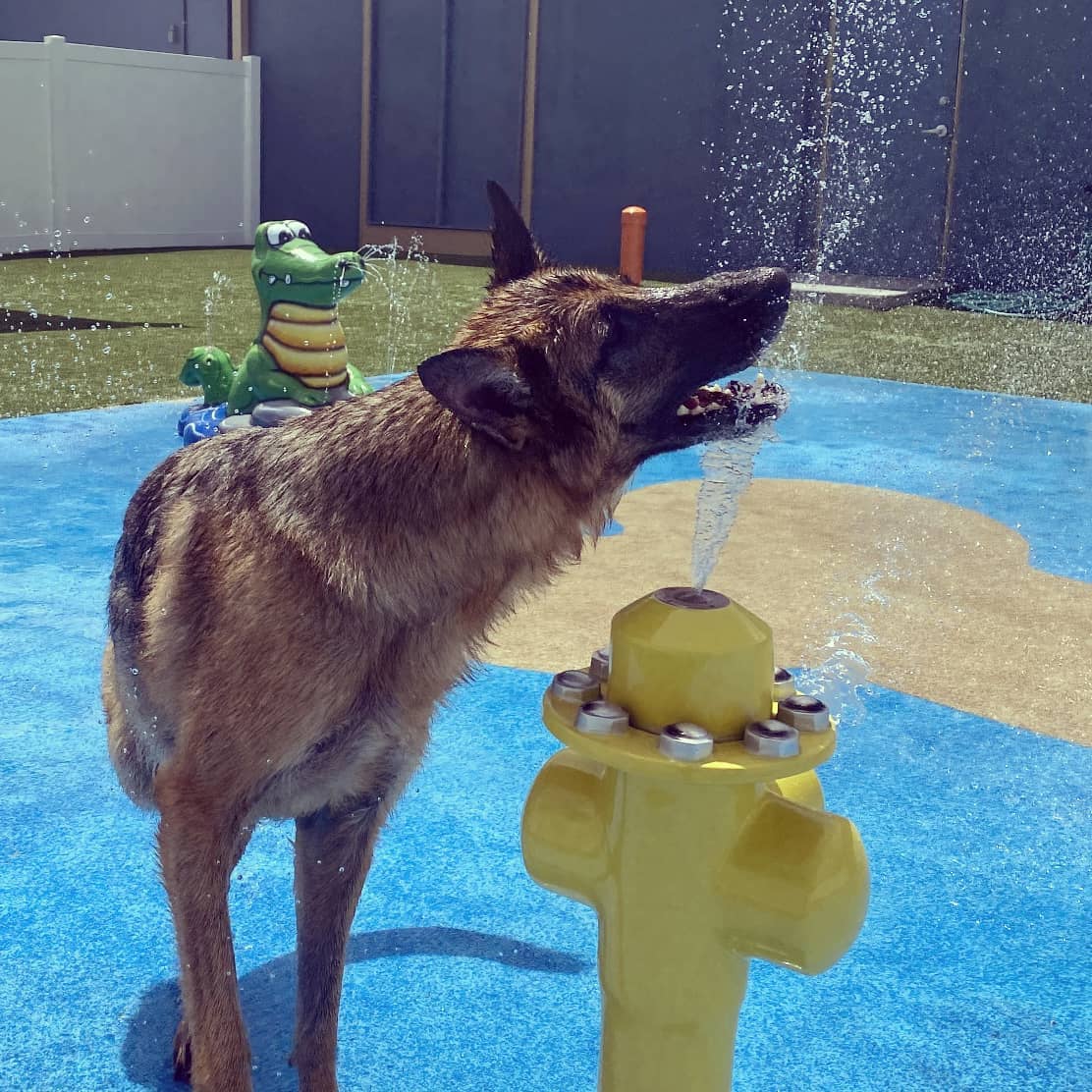 MySplashPad1's tweet photo. Happy #MadeinAmericaDay! We manufacture here in Ohio 80+ imaginative water play features for spray parks to bring safe splash play to people of all ages and dogs all over the United States!#MySplashPad #MadeintheUSA #MadeinOhio #OhioProud #MadeinAmericaWeek #SplashPadManufacturer https://t.co/x8gpHuMu1j