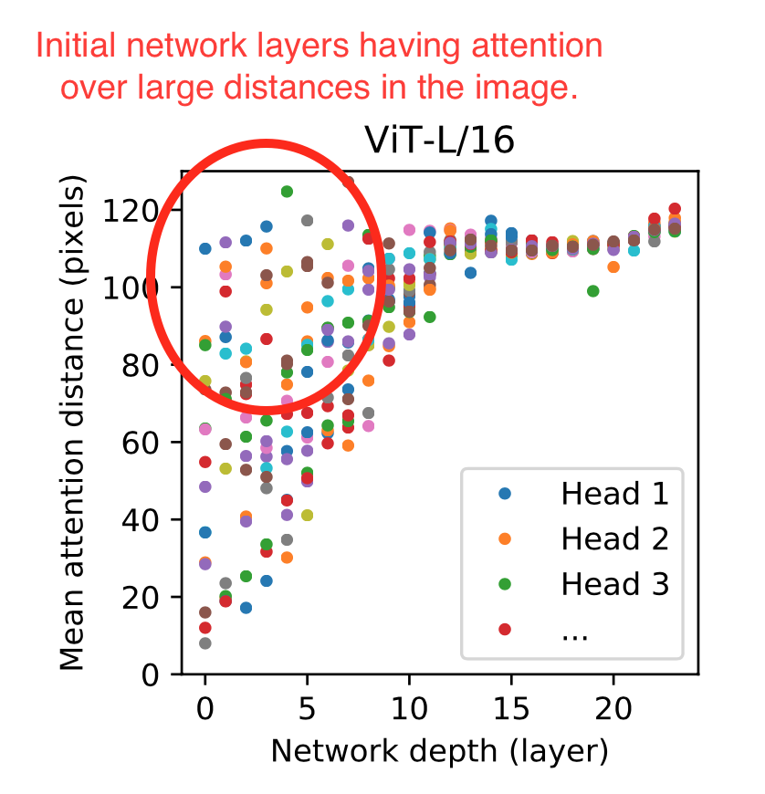 Analysis Even in the first layers, ViT learns to pay attention to almost the whole image and not only to a local neighborhood of each pixel. This is something that CNNs can only do in the deeper layers - in the beginning the receptive fields of the neurons are limited.