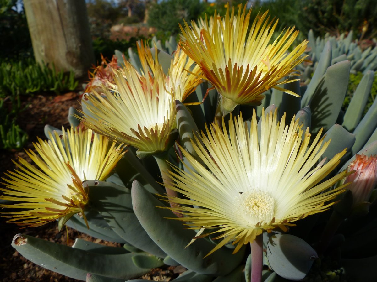 BotSocSA's tweet photo. This #WorldHabitatDay we take a closer look at South Africa's Succulent Karoo Biome on the #BotSocBlog, its extraordinary biodiversity and endemism, threats and conservation. Read more: https://t.co/ujU7qQjFyt #BotSocSA #ClimateCrisis #PlantPoaching https://t.co/T0MEPBxa32