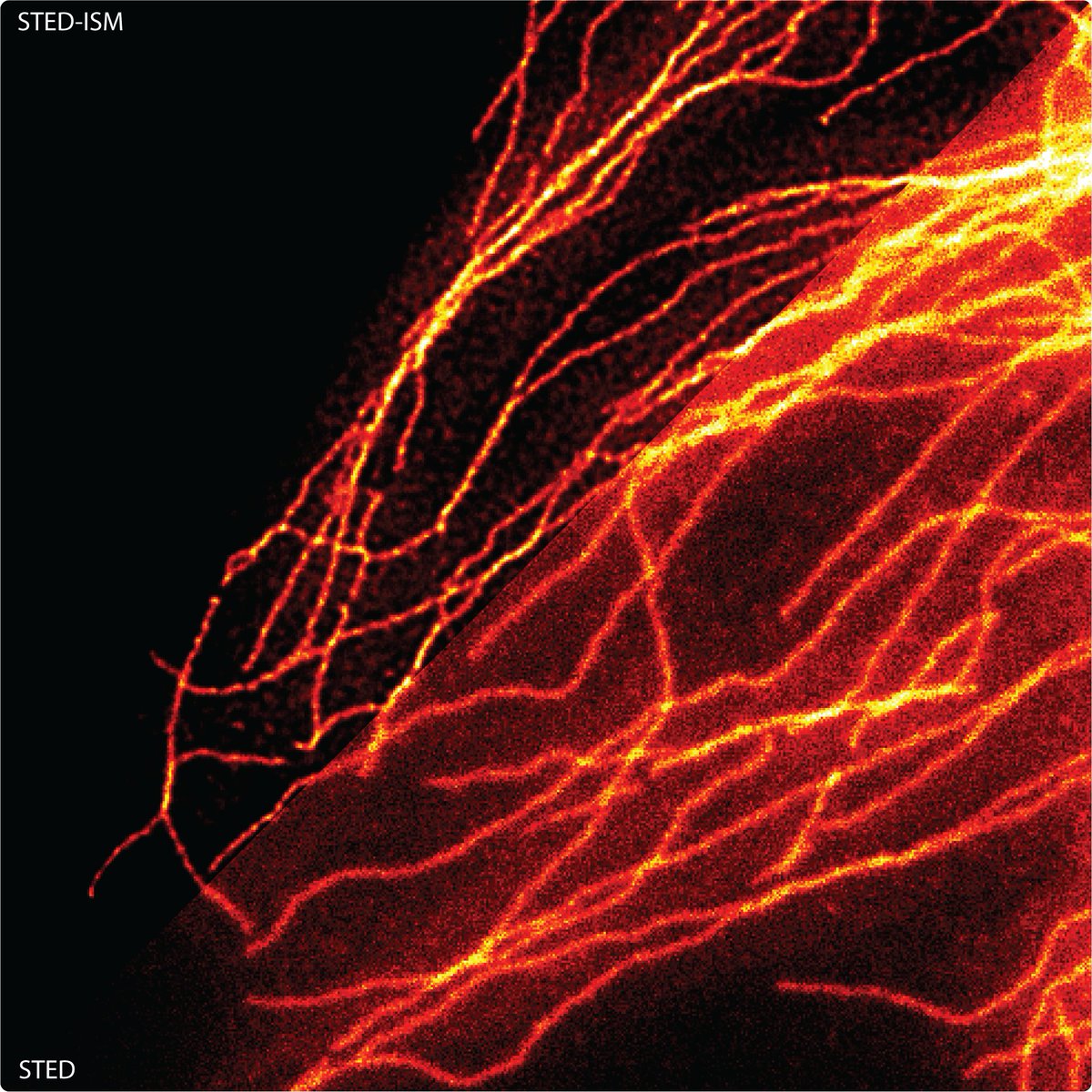 VicidominiLab's tweet photo. “I have had my results for a long time: but I do not yet know how I am to arrive at them.” Carl Friedrich Gauss.
Open #postdoc position @IITalk in  #microscopy #imaging processing and analysis. Please RT.
https://t.co/DWb6QhcO0g
#DeepLearning #AI #Phyton #coding #superresolution https://t.co/WIRxzvQBuN