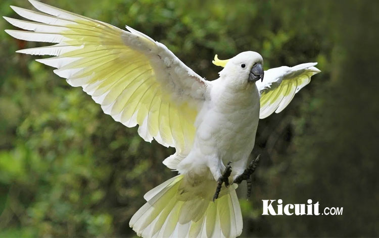 Download Suara Burung Kakak Tua: KICUIT.com – Burung kakak tua, pastinya semua orang telah mengenal burung yang satu ini. Burung kakak tua merupakan salah satu […] dlvr.it/Rj0VFf