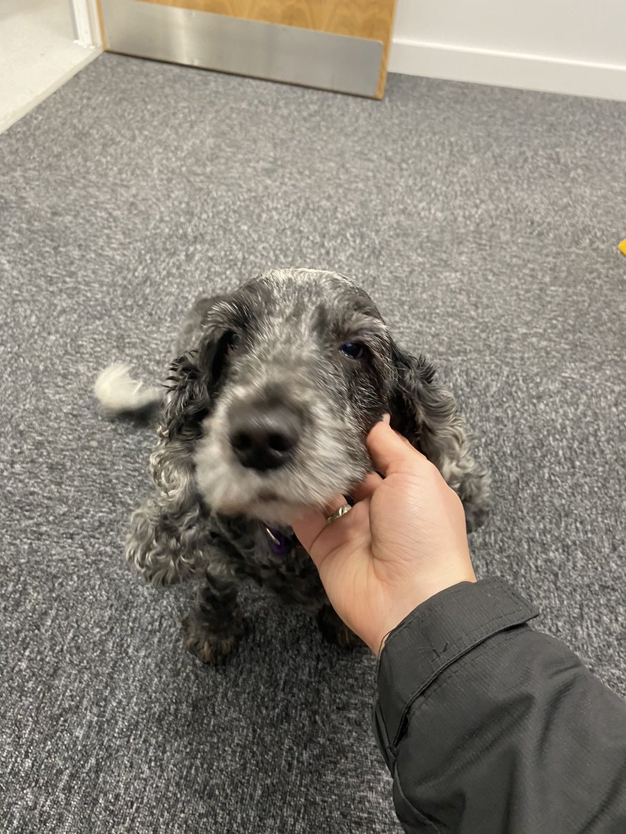 No better hello at 7.30 this morning #schooldog <a href="/eduprincipal/">Edu Principal</a>