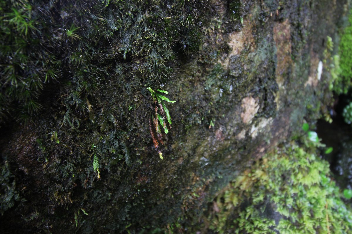 BSBI: Botanical Society of Britain & Ireland tweet media