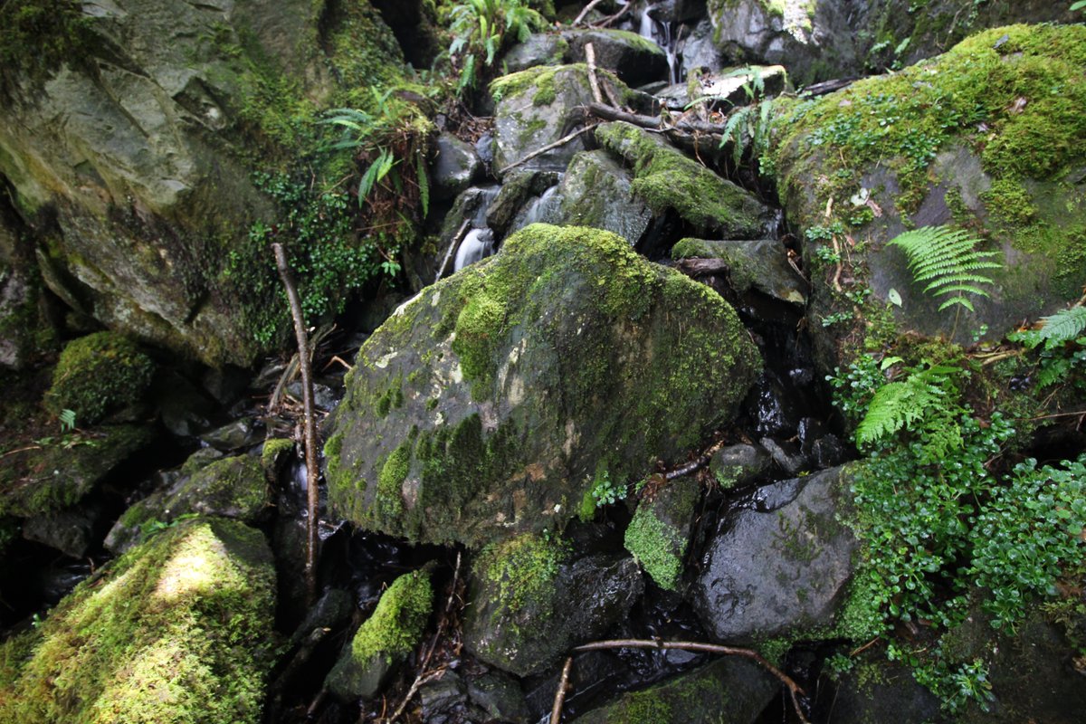 BSBI: Botanical Society of Britain & Ireland (@bsbibotany) on Twitter photo Great to see so much media coverage in past 24 hours about one tiny rare fern who travelled from tropical cloud-forest to Killarney, was found by @NimbosaEcology, IDd by Fred Rumsey <a href="/NHM_Botany/">NHM Botany</a>, pub'd in #BritishandIrishBotany.
All the links are here:
bit.ly/34pWUN8 Great to see so much media coverage in past 24 hours about one tiny rare fern who travelled from tropical cloud-forest to Killarney, was found by @NimbosaEcology, IDd by Fred Rumsey <a href="/NHM_Botany/">NHM Botany</a>, pub'd in #BritishandIrishBotany.
All the links are here:
bit.ly/34pWUN8