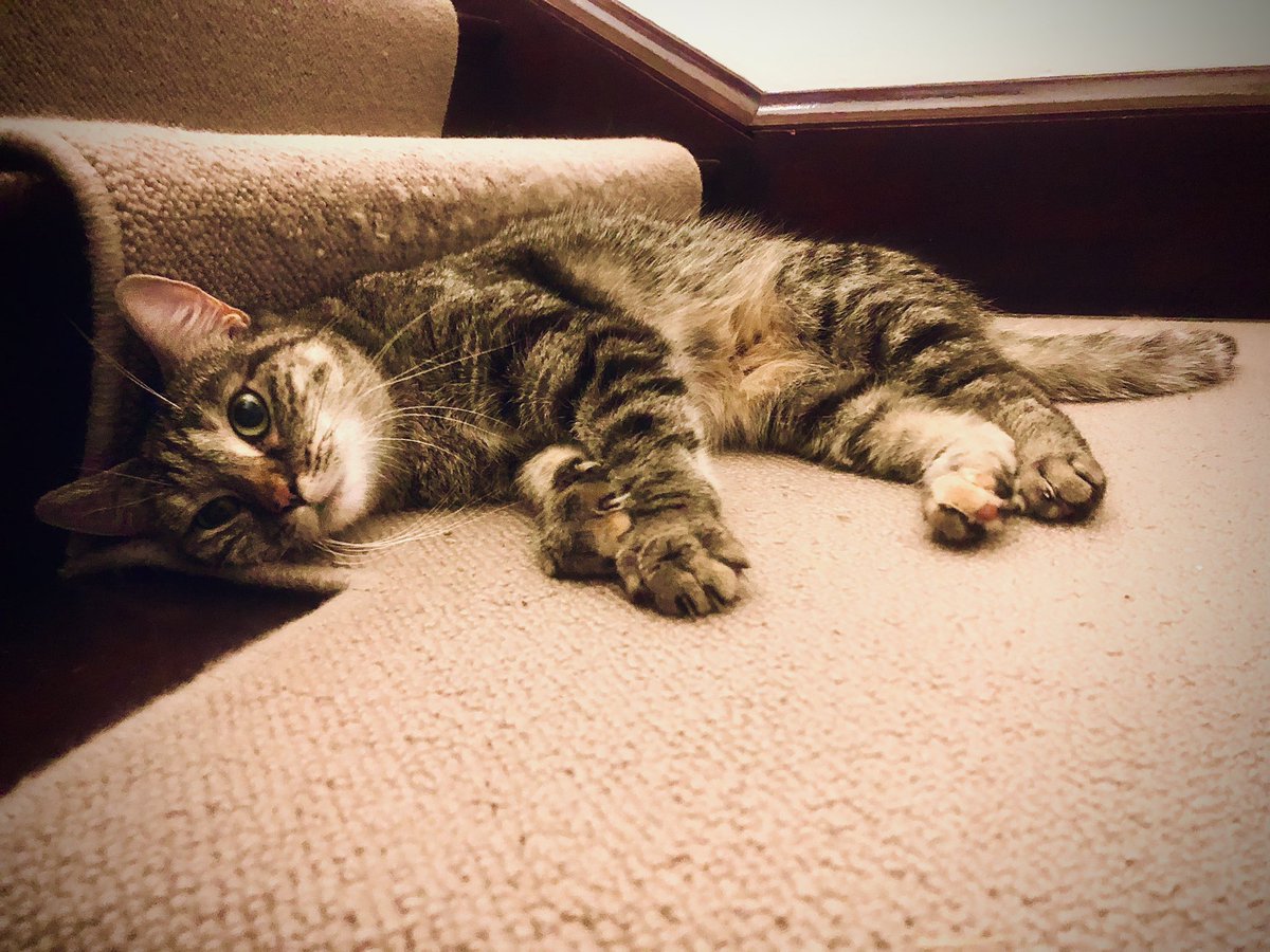 rickygervais's tweet image. Fostering this little beauty for a few days until she goes to her forever home ❤️