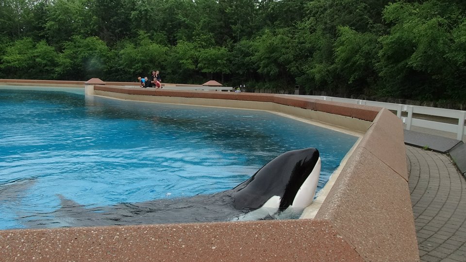 peta's tweet photo. This is Kiska. She spends her days bored and alone as the only orca at Marineland Canada. All five of her calves died before they were seven years old.

Learn more about the other 55 orcas suffering in captivity in @CaptPaulWatson's new book #Orcapedia. https://t.co/HF6iMoZM29 https://t.co/1tJ3cJY31O