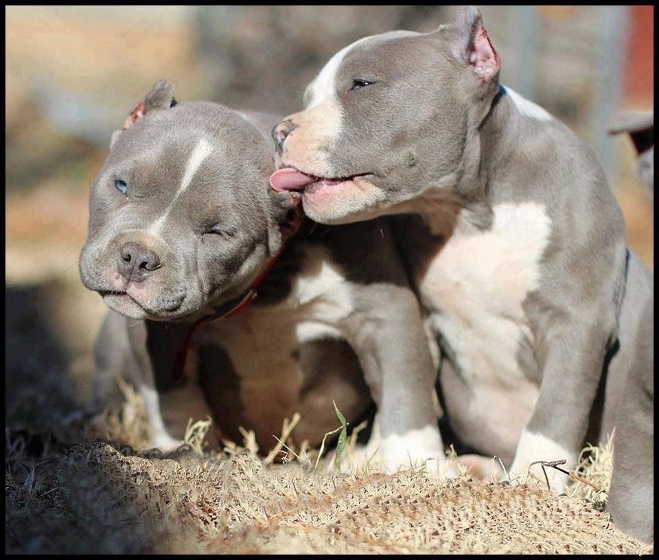 pitbullsad's tweet photo. There are no bad breeds, only bad humans! https://t.co/O7pWM4FePe