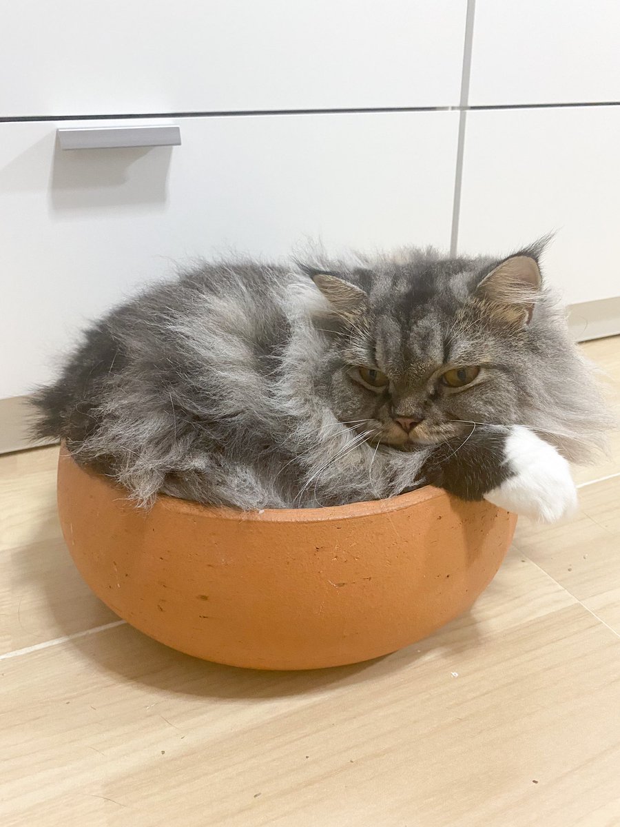 มัฟฟิน!🤣