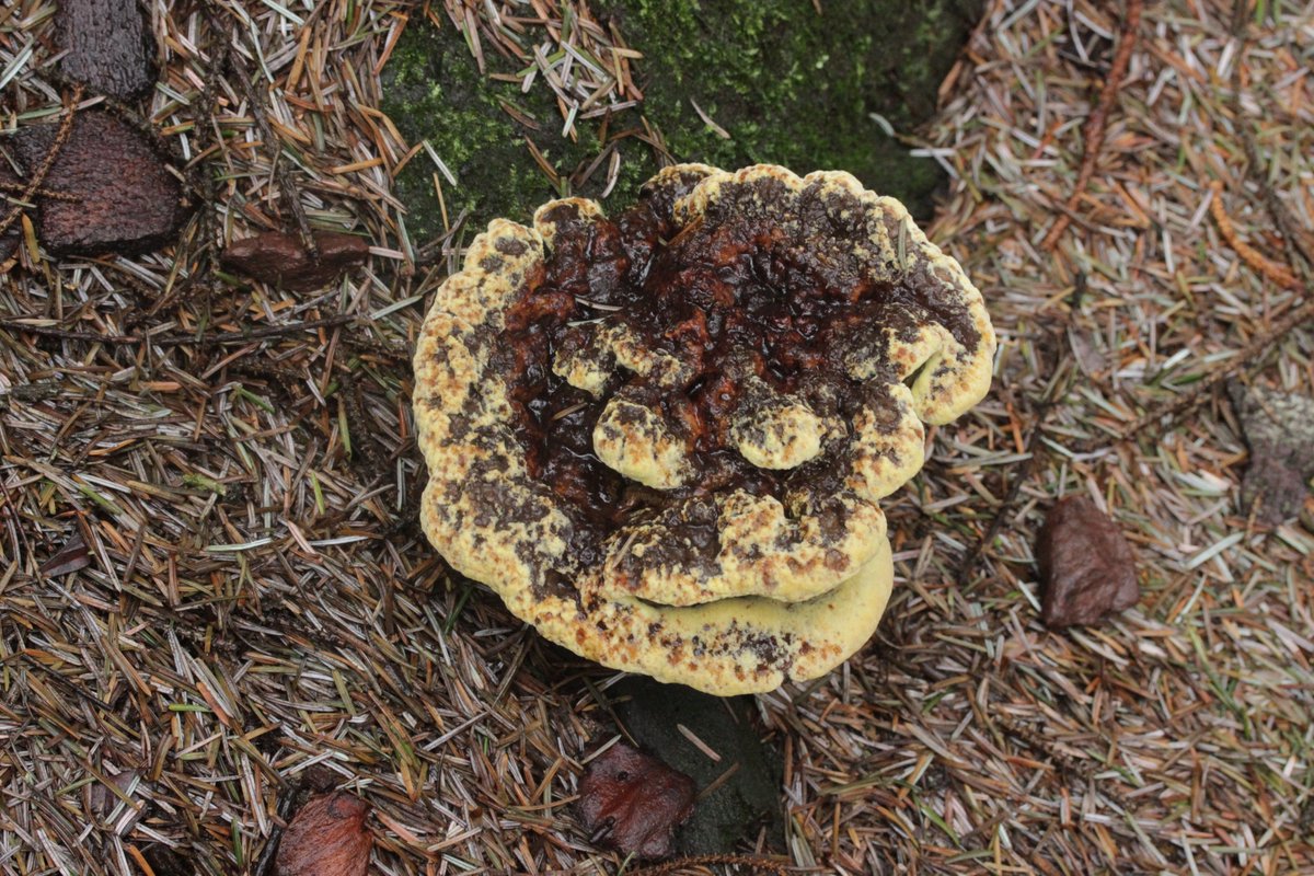RPilze's tweet photo. Phaeolus schweinitzii
#Phaeolus #Phaeolusschweinitzii #KiefernBraunporling #NadelholzBraunporling #velvettopfungus #dyerspolypore #mushroom #mushrooms #fungus #fungi #pilz #pilze #champignons #champignon #nature #natur https://t.co/yGbzmeBCtT