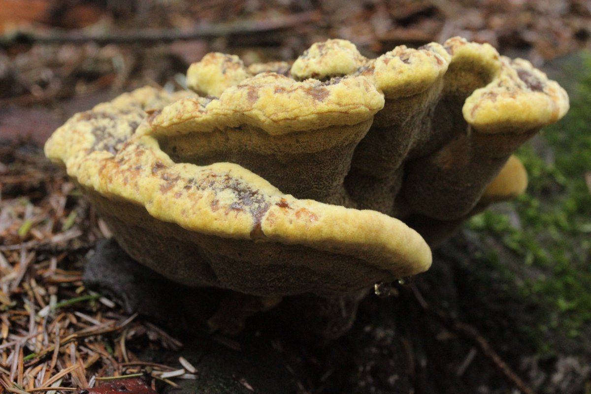 RPilze's tweet photo. Phaeolus schweinitzii
#Phaeolus #Phaeolusschweinitzii #KiefernBraunporling #NadelholzBraunporling #velvettopfungus #dyerspolypore #mushroom #mushrooms #fungus #fungi #pilz #pilze #champignons #champignon #nature #natur https://t.co/yGbzmeBCtT